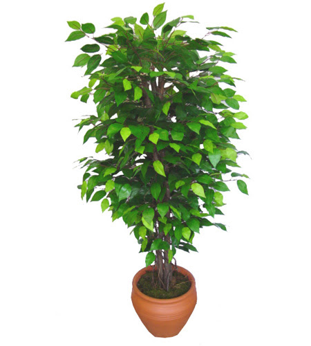 Ficus Benjamin 1,50 cm   Mardin anneler gn iek yolla 