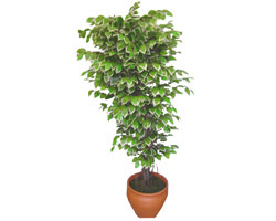 Ficus zel Starlight 1,75 cm   Mardin cicek , cicekci 