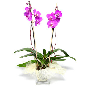  Mardin iek sat  Cam yada mika vazo ierisinde  1 kk orkide