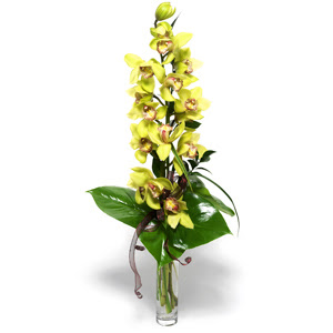  Mardin nternetten iek siparii  cam vazo ierisinde tek dal canli orkide
