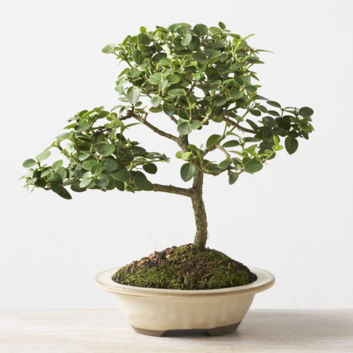 ithal bonsai saksi iegi  Mardin iek online iek siparii 