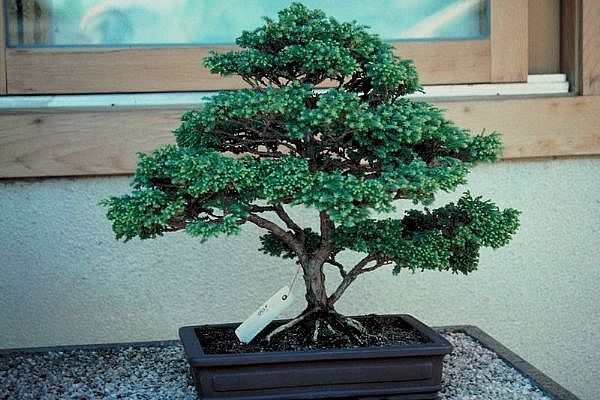ithal bonsai saksi iegi  Mardin 14 ubat sevgililer gn iek 
