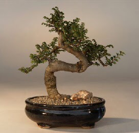 ithal bonsai saksi iegi  Mardin 14 ubat sevgililer gn iek 