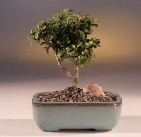  Mardin iek yolla  ithal bonsai saksi iegi  Mardin internetten iek sat 