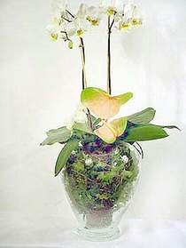  Mardin iek sat  Cam yada mika vazoda zel orkideler