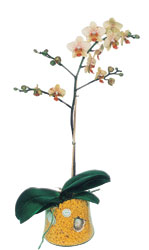  Mardin online iek gnderme sipari  Phalaenopsis Orkide ithal kalite
