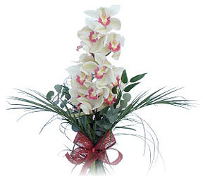  Mardin iek siparii sitesi  Dal orkide ithal iyi kalite