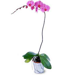  Mardin cicekciler , cicek siparisi  Orkide ithal kaliteli orkide 