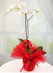 1 dal beyaz orkide saks iei  Mardin yurtii ve yurtd iek siparii 