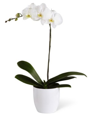 1 dall beyaz orkide  Mardin 14 ubat sevgililer gn iek 