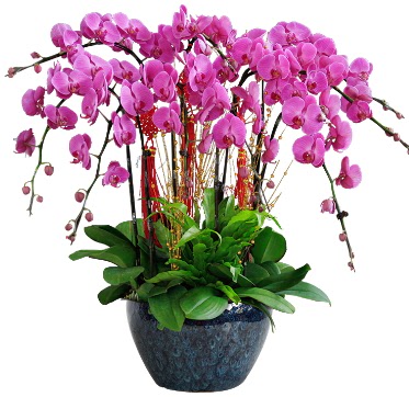 9 dallı mor orkide  Mardin 14 şubat sevgililer günü çiçek 