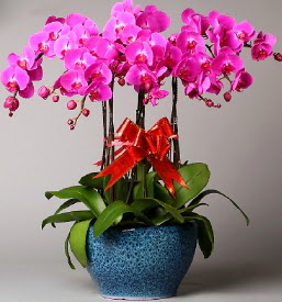 7 dall mor orkide  Mardin iek online iek siparii 