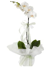 1 dal beyaz orkide iei  Mardin iek siparii vermek 