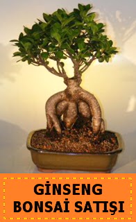 Ginseng bonsai sat japon aac  Mardin cicek , cicekci 