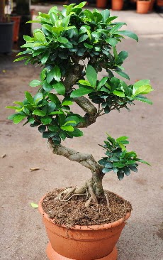 Orta boy bonsai saks bitkisi  Mardin internetten iek siparii 