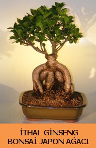 thal japon aac ginseng bonsai sat  Mardin nternetten iek siparii 