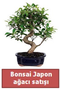 Japon aac bonsai sat  Mardin iek siparii sitesi 
