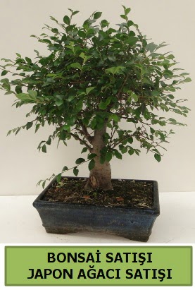 Minyatr bonsai japon aac sat  Mardin iek gnderme sitemiz gvenlidir 