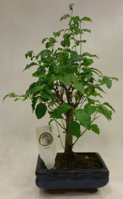 Minyatr bonsai japon aac sat  Mardin ieki telefonlar 