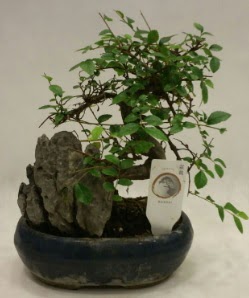 thal 1.ci kalite bonsai japon aac  Mardin iek sat 