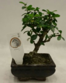 Kk minyatr bonsai japon aac  Mardin iek gnderme 