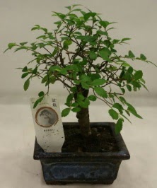 Minyatr ithal japon aac bonsai bitkisi  Mardin iek sat 