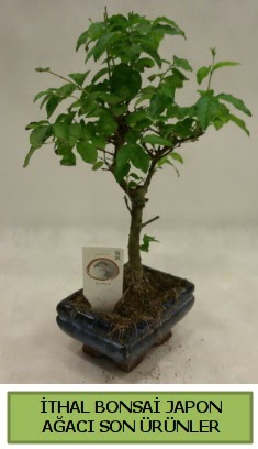 thal bonsai japon aac bitkisi  Mardin hediye sevgilime hediye iek 