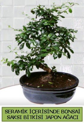 Seramik vazoda bonsai japon aac bitkisi  Mardin iek siparii sitesi 