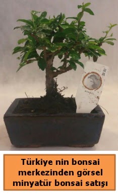 Japon aac bonsai sat ithal grsel  Mardin iek yolla 