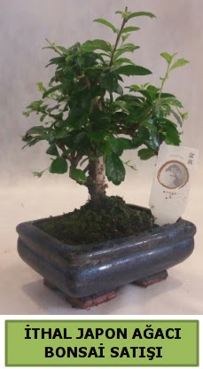 thal japon aac bonsai bitkisi sat  Mardin ieki telefonlar 