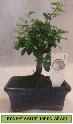 Minyatr bonsai aac sat  Mardin iek gnderme 