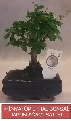 Kk grsel bonsai japon aac bitkisi  Mardin iek , ieki , iekilik 