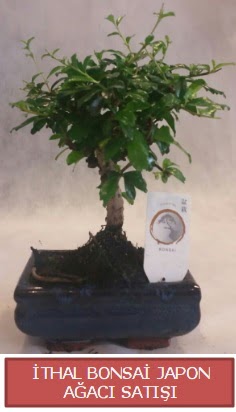 thal kk boy minyatr bonsai aa bitkisi  Mardin ieki telefonlar 