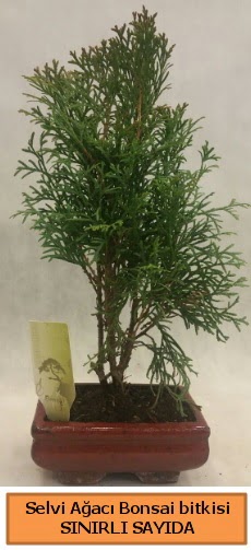 Selvi aac bonsai japon aac bitkisi  Mardin iek sat 
