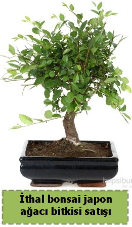 thal bonsai saks iei Japon aac sat  Mardin nternetten iek siparii 