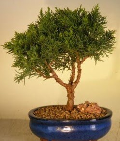 Servi am bonsai japon aac bitkisi  Mardin iek yolla 