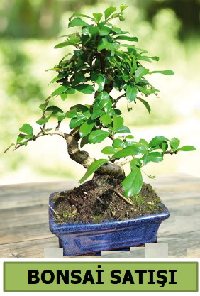 am bonsai japon aac sat  Mardin iek sat 