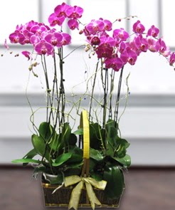 7 dall mor lila orkide  Mardin iek gnderme sitemiz gvenlidir 