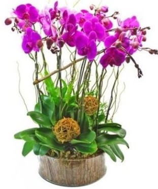 Ahap ktkte lila mor orkide 8 li  Mardin internetten iek sat 