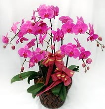 Sepet ierisinde 5 dall lila orkide  Mardin ucuz iek gnder 