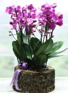 Ktk ierisinde 6 dall mor orkide  Mardin ucuz iek gnder 