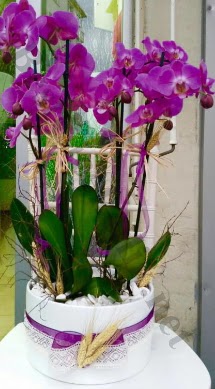 Seramik vazoda 4 dall mor lila orkide  Mardin online iek gnderme sipari 