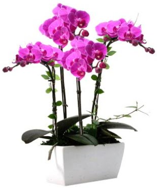 Seramik vazo ierisinde 4 dall mor orkide  Mardin iek sat 