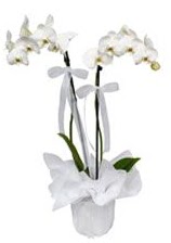 2 dall beyaz orkide  Mardin gvenli kaliteli hzl iek 