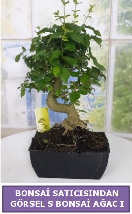 S dal erilii bonsai japon aac  Mardin iek sat 