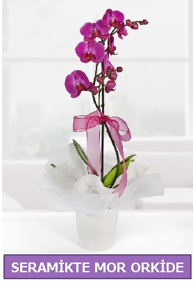 Seramik içerisinde birinci kalite tek dallı mor orkide  Mardin İnternetten çiçek siparişi 