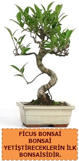 Ficus bonsai 15 ile 25 cm arasndadr  Mardin iek yolla 