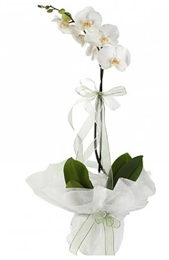 Tekli Beyaz Orkide  Mardin hediye iek yolla 