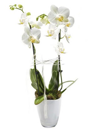 2 dall beyaz seramik beyaz orkide sakss  Mardin iek gnderme sitemiz gvenlidir 