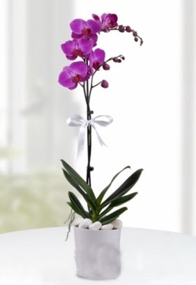 Tek dall saksda mor orkide iei  Mardin iekiler 